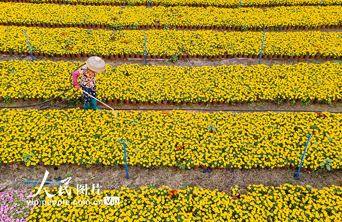 สีสันแห่งฤดูใบไม้ผลิในเมืองเฉวียงไห่มณฑลไห่หนาน