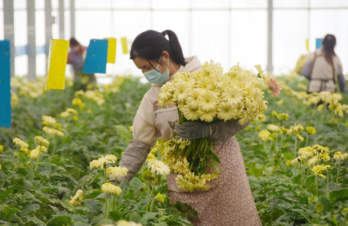 เทคโนโลยีดิจิทัลส่งเสริมอุตสาหกรรมดอกไม้ในมณฑลยูนนานของจีน