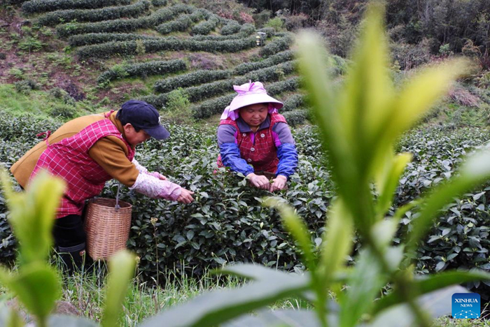 คนงานกำลังเก็บเกี่ยวใบชาก่อนเทศกาลเชงเม้ง