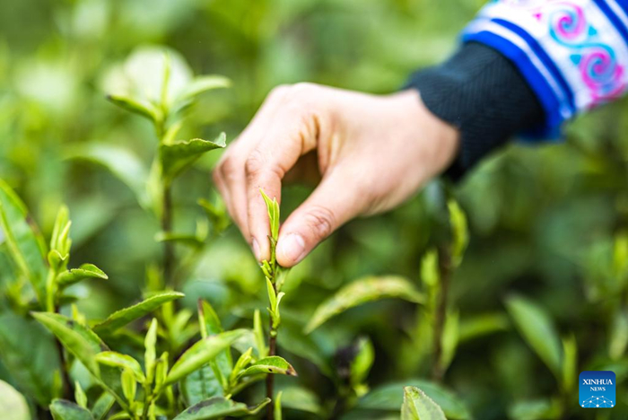 คนงานกำลังเก็บเกี่ยวใบชาก่อนเทศกาลเชงเม้ง