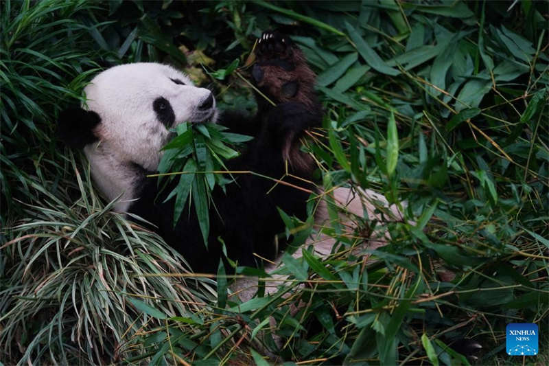 แพนด้ายักษ์สนุกกับชีวิตที่มีสีสันกับ “ครอบครัวมนุษย์” ในฮ่องกง