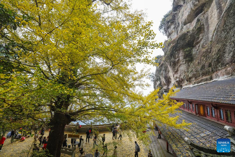 นักท่องเที่ยวเพลิดเพลินกับทิวทัศน์อันสวยงามของต้นแปะก๊วยสีเหลืองทองที่วัดเสวียนคงในเมืองเจี้ยนเต๋อ มณฑลเจ้อเจียง ทางตะวันออกของจีน เมื่อวันที่ 26 พฤศจิกายน 2566 ต้นแปะก๊วยโบราณอายุกว่า 700 ปีดึงดูดนักท่องเที่ยวเดินทางมาชื่นชมความงามของใบแปะก๊วยสีทอง (ซินหัว/ซวี หยี่ว์)
