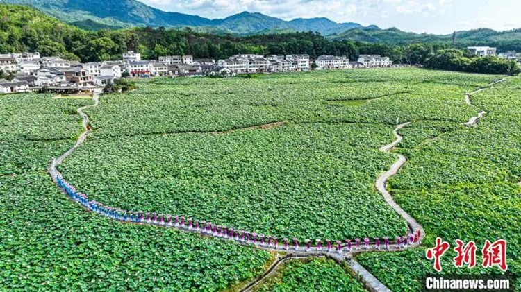 อำเภอกว่างชางในมณฑลเจียงซี ทางตะวันออกของจีน พัฒนาอุตสาหกรรมขนาดใหญ่ของดอกบัว