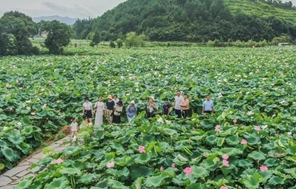 อำเภอกว่างชางในมณฑลเจียงซี ทางตะวันออกของจีน พัฒนาอุตสาหกรรมขนาดใหญ่ของดอกบัว