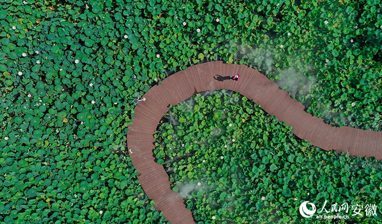 สวรรค์แห่งดอกบัวในตำบลเถาซิน เมืองอู๋หู ทางตะวันออกของจีน