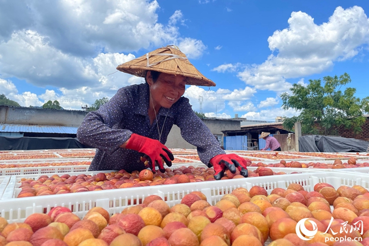 เกษตรกรเก็บเกี่ยวและตากแดดพลัมแห้งในมณฑลฝูเจี้ยนทางตะวันออกเฉียงใต้ของจีน