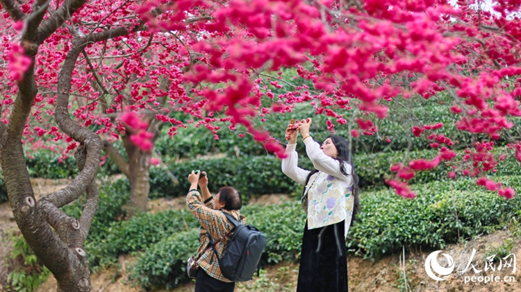 อัลบั้มภาพ: ซากุระบานเต็มหุบเขา ฤดูกาลแห่งความงดงามในฝูเจี้ยน ทางตะวันออกเฉียงใต้ของจีน