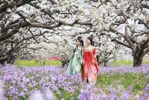 มณฑลอันฮุย อำเภอตั้งซาน: ดอกลูกแพร์นับล้านบานสะพรั่ง