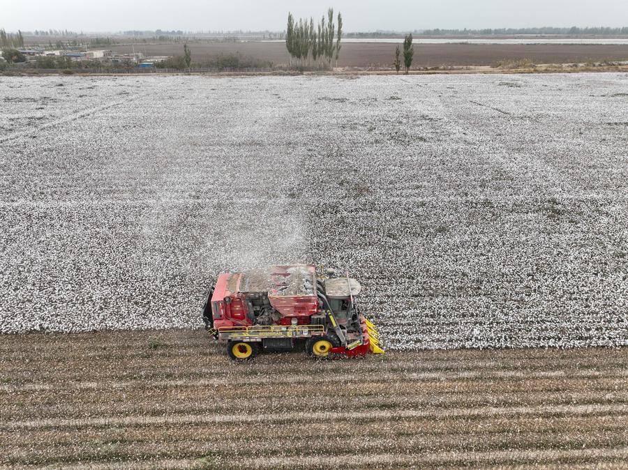จีนแปรรูปฝ้ายเป็นผลิตภัณฑ์มูลค่าสูงในซินเจียง ทางตะวันตกเฉียงเหนือของประเทศ