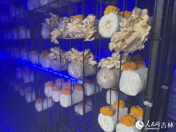 นักวิจัยจีนแปรรูปเห็ดเป็นไอศกรีมและโปสการ์ดในงานเอ็กซ์โปเกษตรกรรม