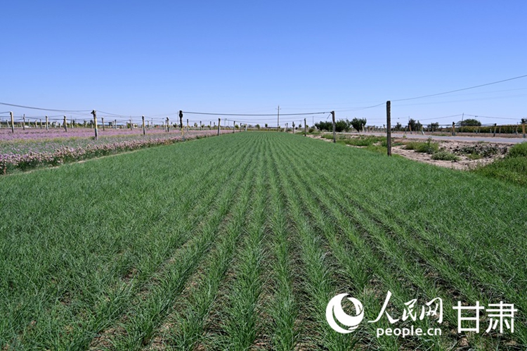 อุตสาหกรรมหัวหอมป่าให้ผลประโยชน์ทางระบบนิเวศและเศรษฐกิจในมณฑลกานซู่