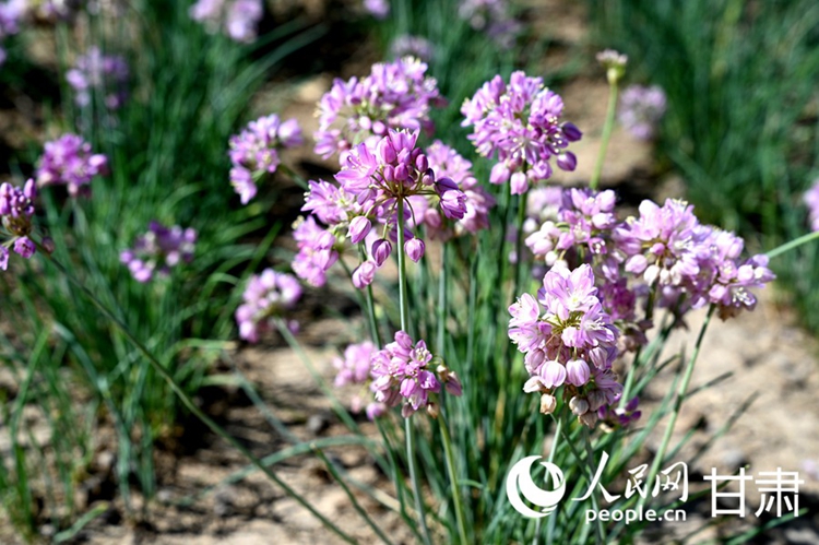 อุตสาหกรรมหัวหอมป่าให้ผลประโยชน์ทางระบบนิเวศและเศรษฐกิจในมณฑลกานซู่