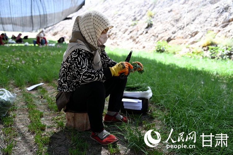 อุตสาหกรรมหัวหอมป่าให้ผลประโยชน์ทางระบบนิเวศและเศรษฐกิจในมณฑลกานซู่