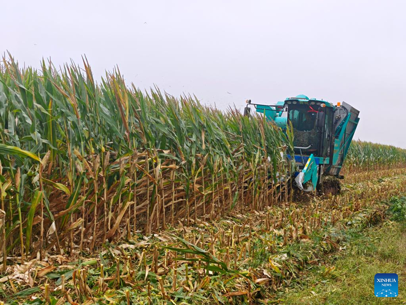 เกษตรกรจีนภาคตะวันออกเร่งเก็บเกี่ยวผลผลิตในฤดูใบไม้ร่วง