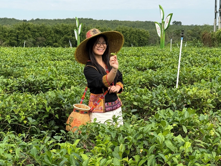 วัฒนธรรมชาออร์แกนิกของไป๋ซา ดึงดูดผู้เชี่ยวชาญชาวต่างชาติ