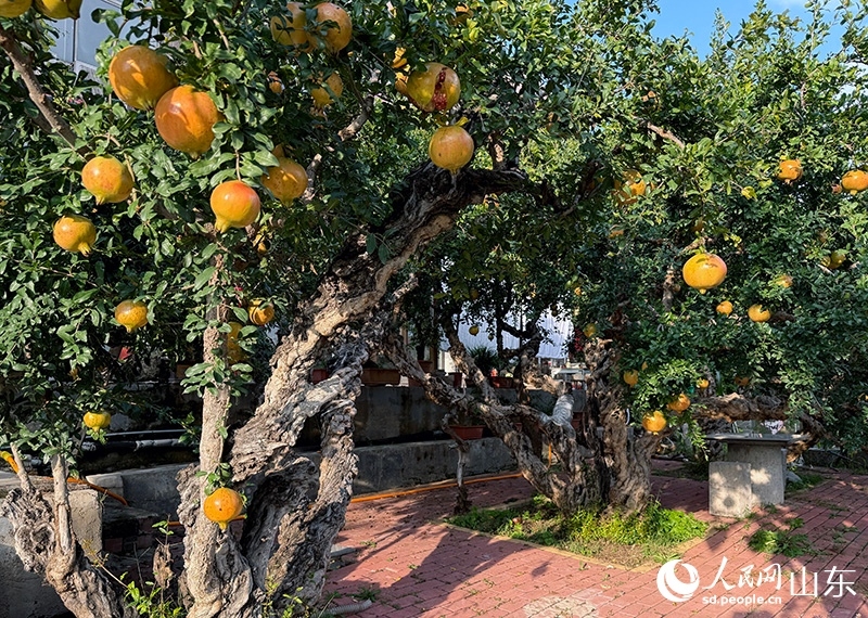 ผลไม้ “ทับทิม” เป็นแรงผลักดันสำคัญในการสร้างสรรค์งานศิลปะและการเติบโตทางเศรษฐกิจในเมืองจ่าวจวง มณฑลซานตง ทางตะวันออกของจีน