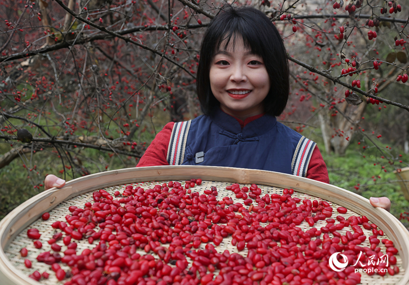 ชาวจีนในเหอหนานเริ่มเก็บเกี่ยว "ซันจูอวี๋" ผลไม้สมุนไพรเพิ่มรายได้