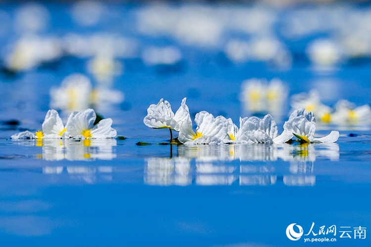 วิวทะเลสาบเอ๋อร์ไห่อันน่าทึ่งในมณฑลยูนนาน ทางตะวันตกเฉียงใต้ของจีน