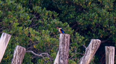 พบเห็นนกกระเต็นหัวดำบินอพยพมาที่ทะเลสาบอวิ๋นตังในเมืองเซี่ยเหมิน มณฑลฝูเจี้ยน ทางตะวันออกเฉียงใต้ของจีน