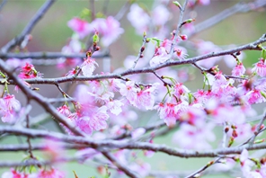 ซากุระ 5,000 ต้นบานสะพรั่ง ที่เมืองเซียงถาน มณฑลหูหนาน