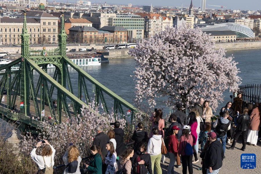 บูดาเปสต์: ดอกแอปริคอตบานสะพรั่ง