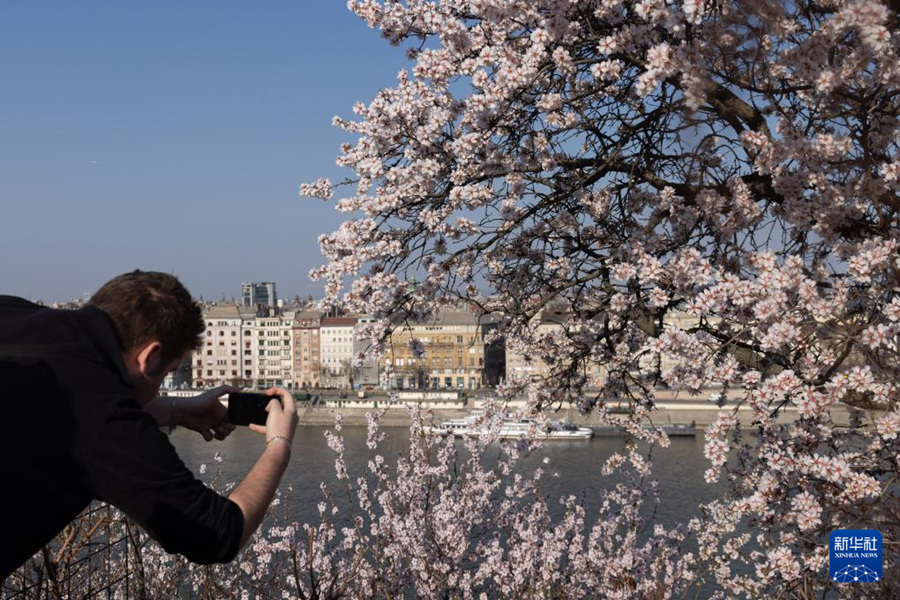 บูดาเปสต์: ดอกแอปริคอตบานสะพรั่ง