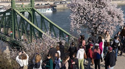 บูดาเปสต์: ดอกแอปริคอตบานสะพรั่ง