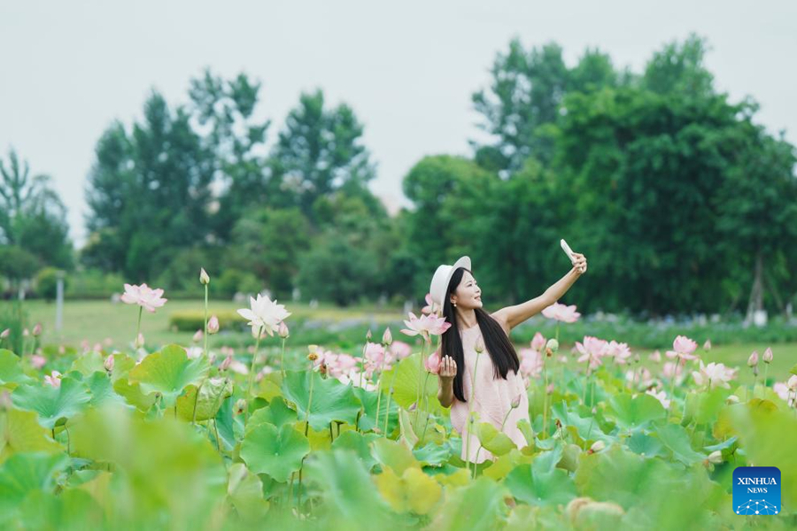 ความงดงามของดอกบัวบานสะพรั่งในจีน