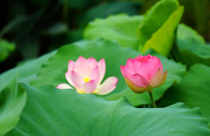 ความงดงามของดอกบัวบานสะพรั่งในจีน